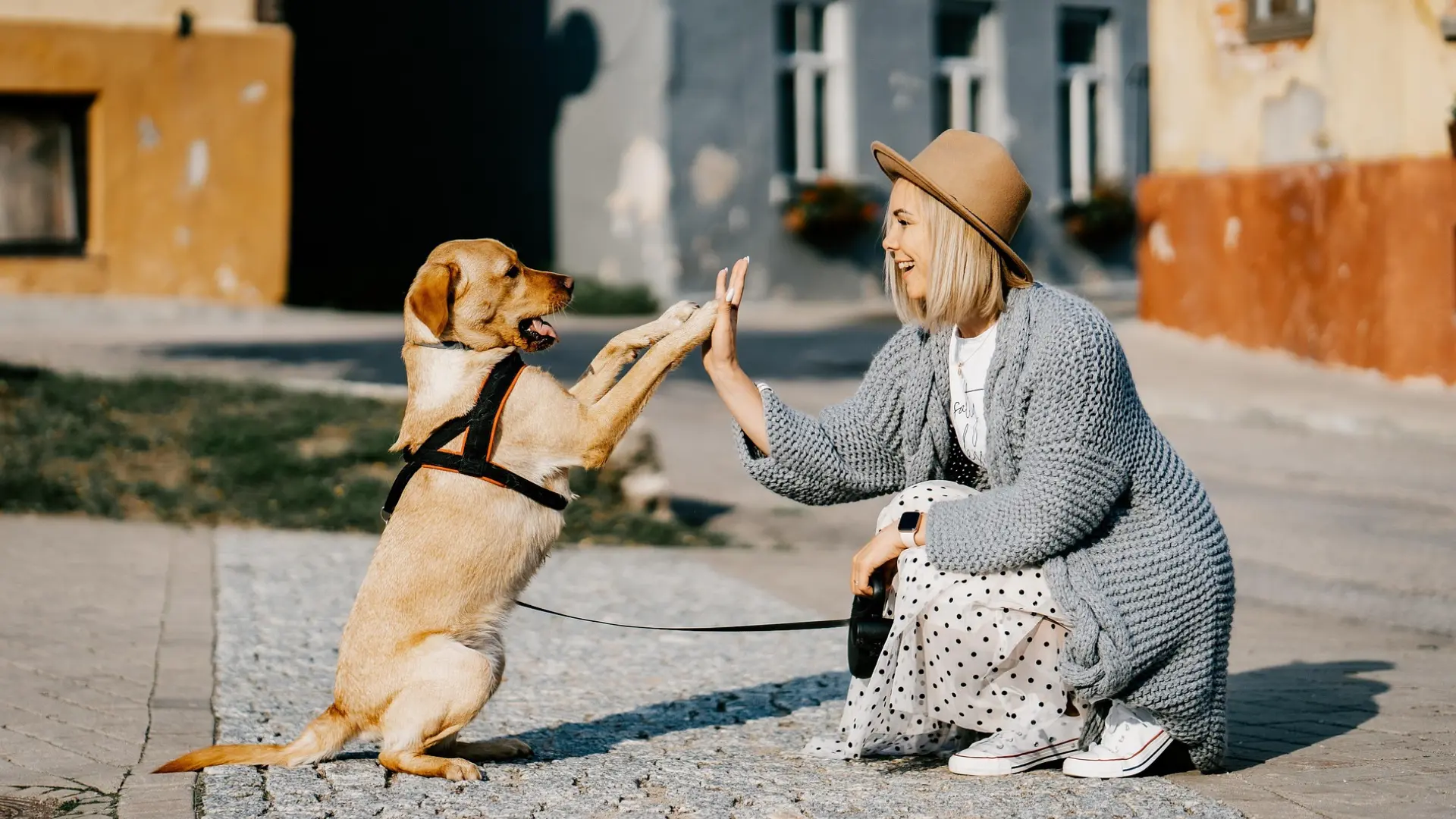 Adopting a Dog in the USA