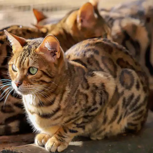 Bengal Cat