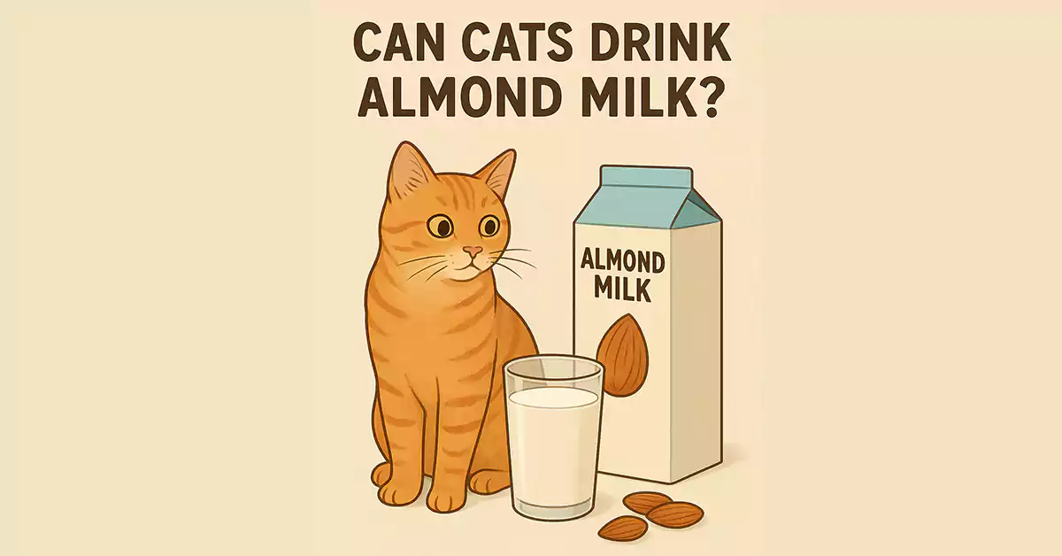 Can Cats Drink Almond Milk?