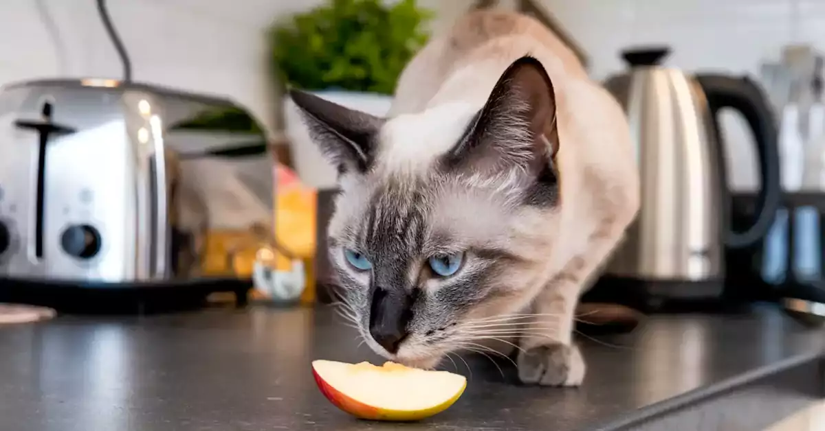 Can Cats Eat Apples?