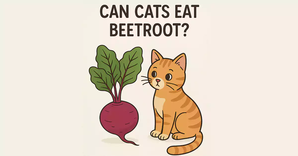 Can Cats Eat Beetroot?