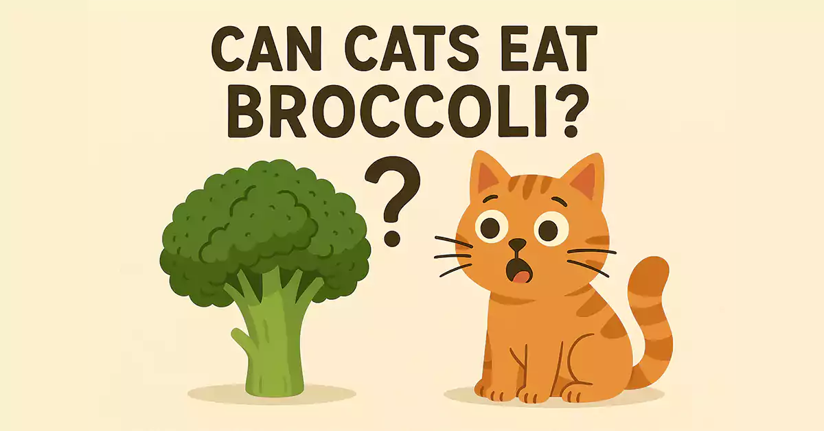 Can Cats Eat Broccoli?