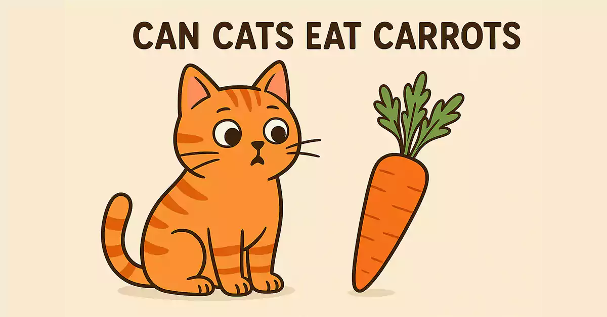 Can Cats Eat Carrots?