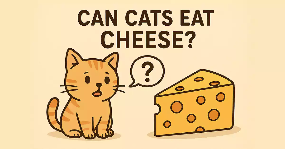 Can Cats Eat Cheese?
