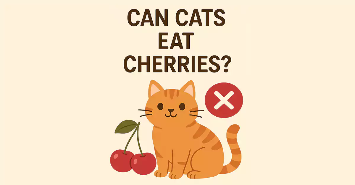 Can Cats Eat Cherries?