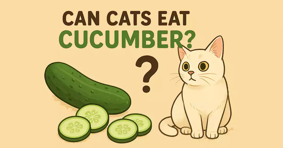 Can Cats Eat Cucumber?