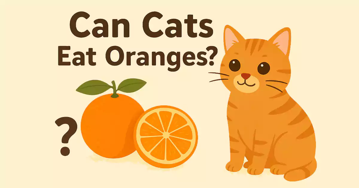 Can Cats Eat Oranges?