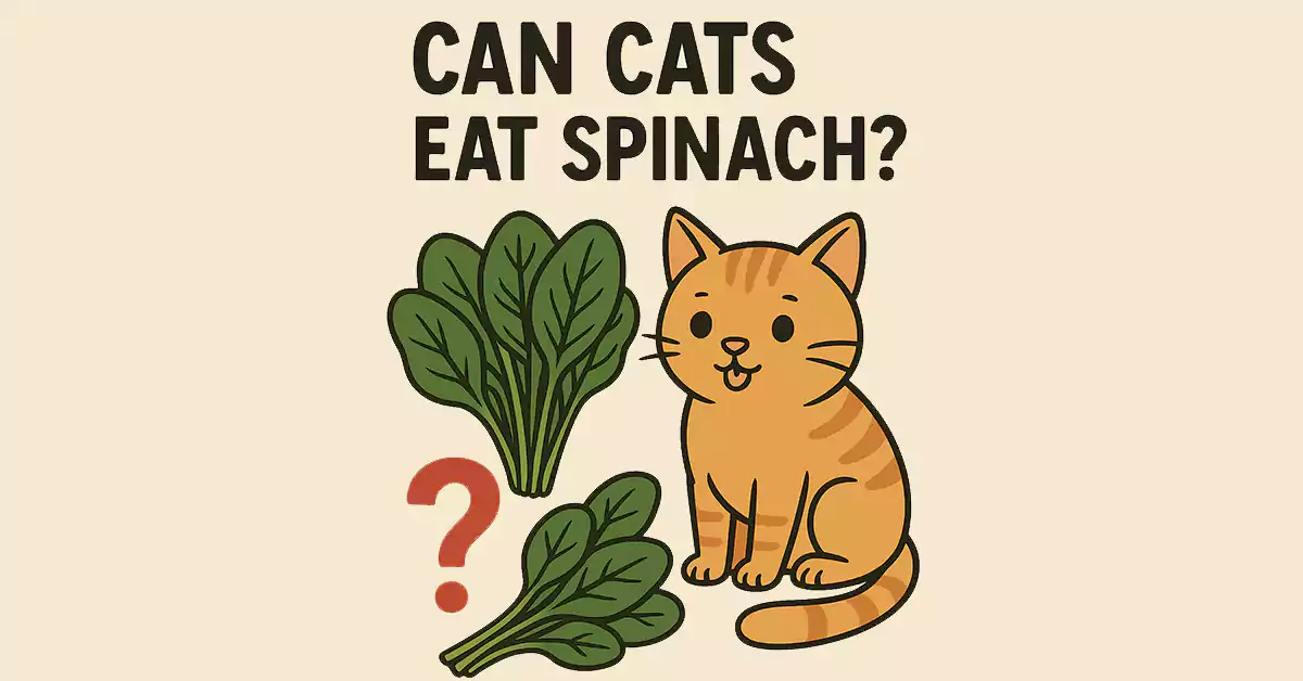 Can Cats Eat Spinach?