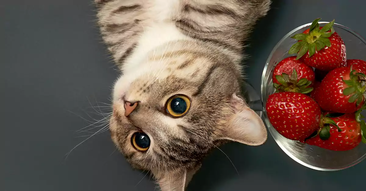 Can Cats Eat Strawberries?
