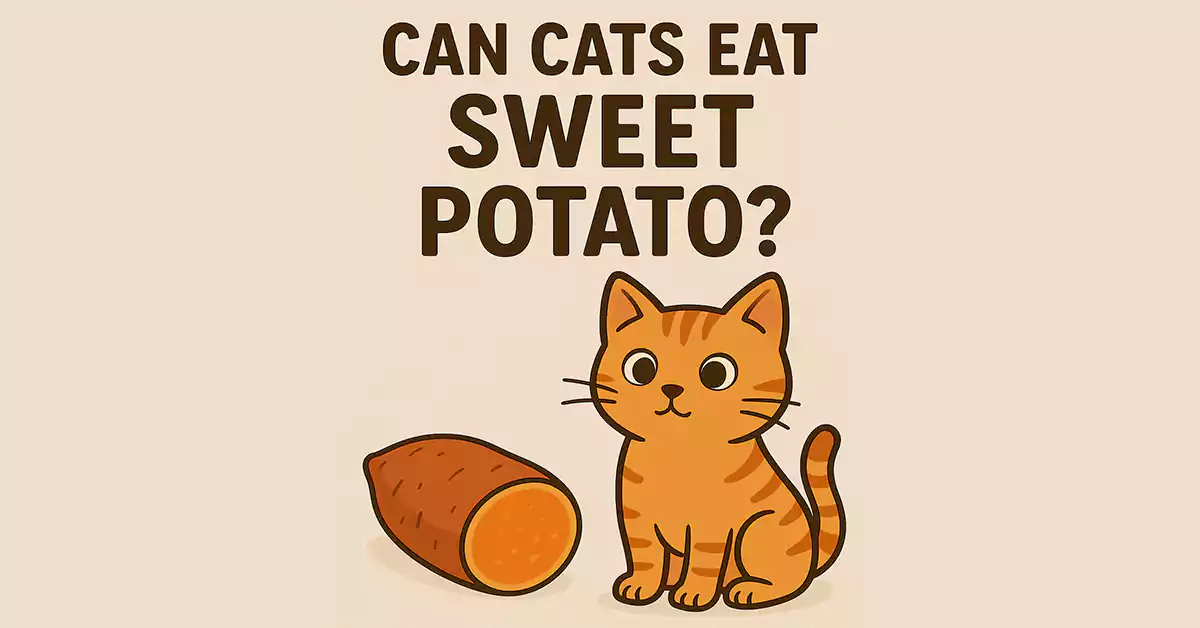 Can Cats Eat Sweet Potato?