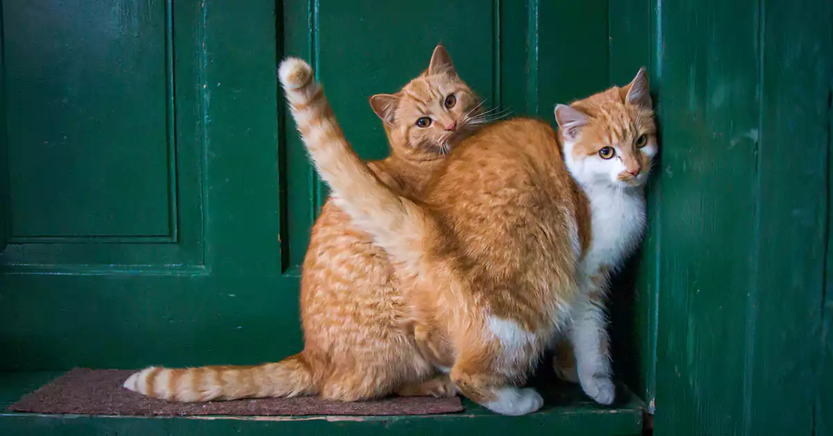 Why Does My Cat Meow at the Door Even When It’s Open?