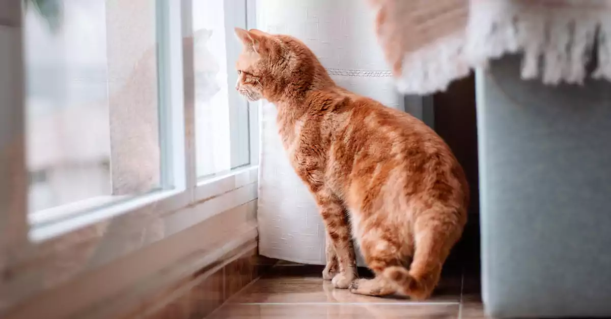 Why Is My Cat Obsessed With Looking Out the Window?