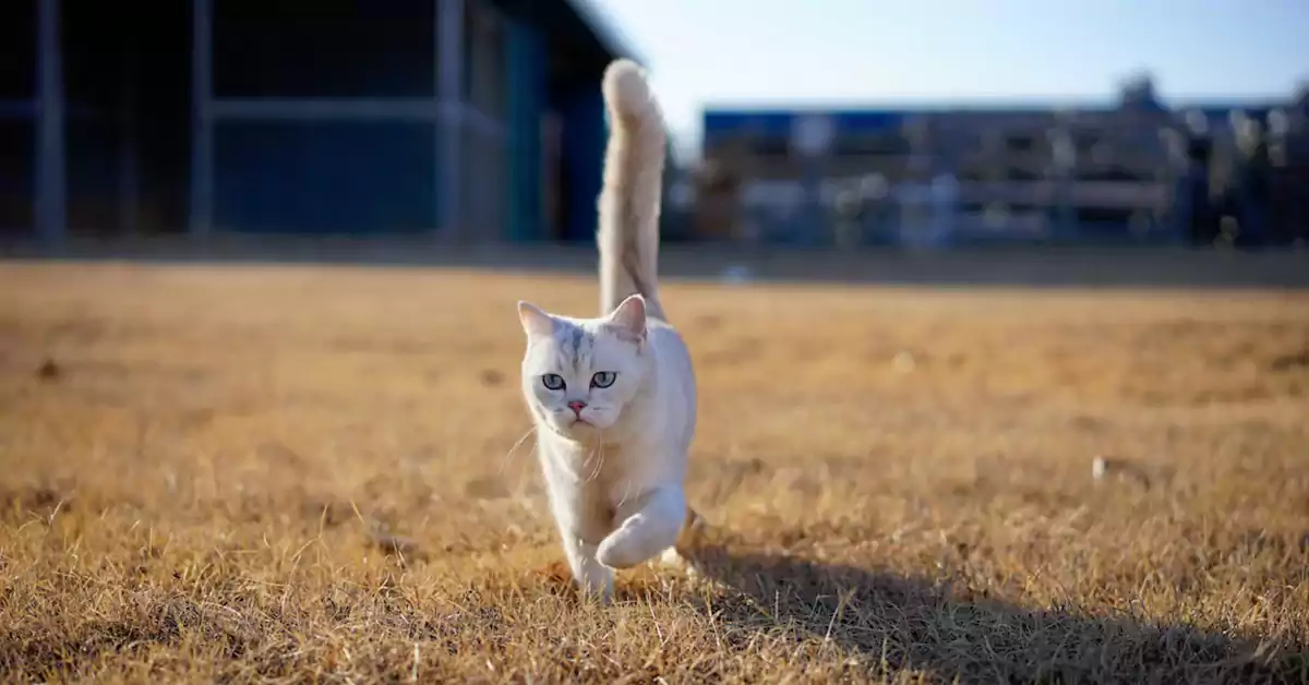Cat Running Around Like a Maniac