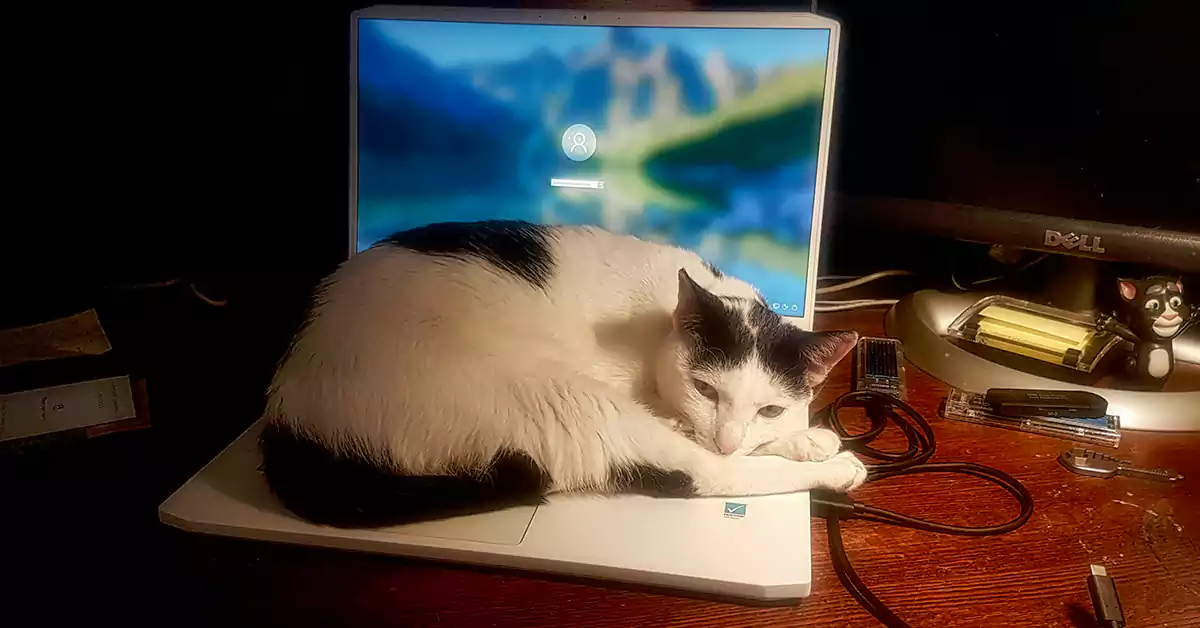 Cat Sit on My Laptop or Keyboard