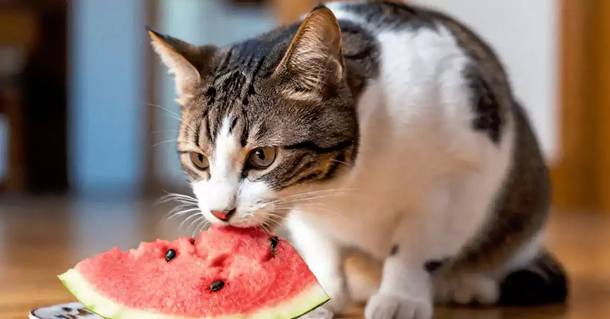 Cat eating Watermelon