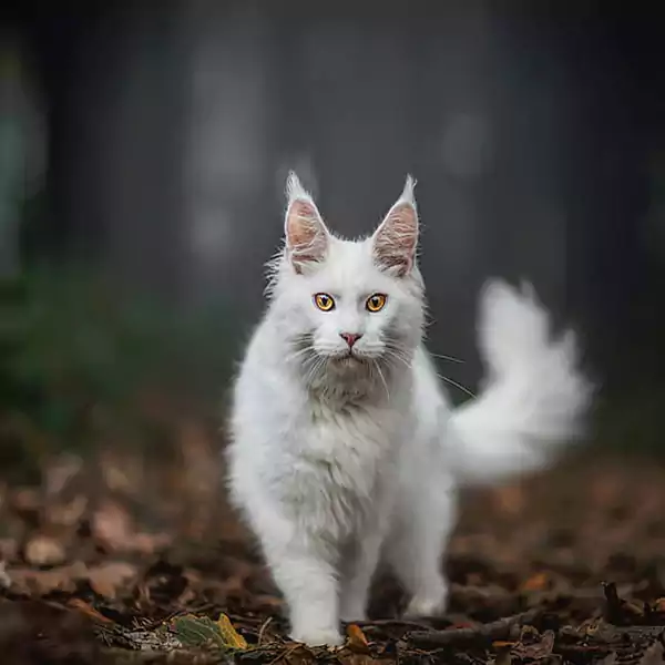 Maine Coon