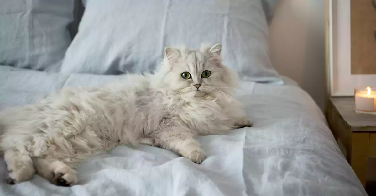 persian cats in apartments