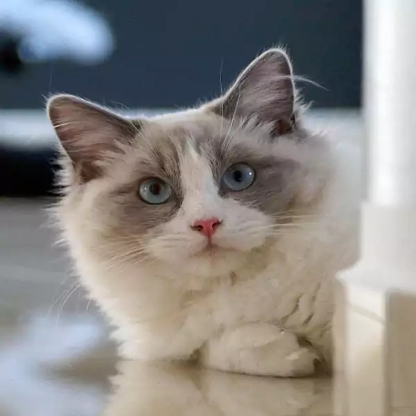 Ragdoll Cat