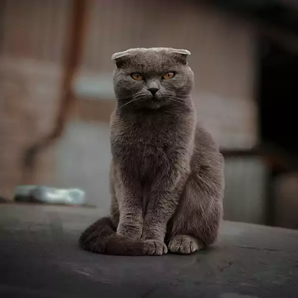 Scottish Fold