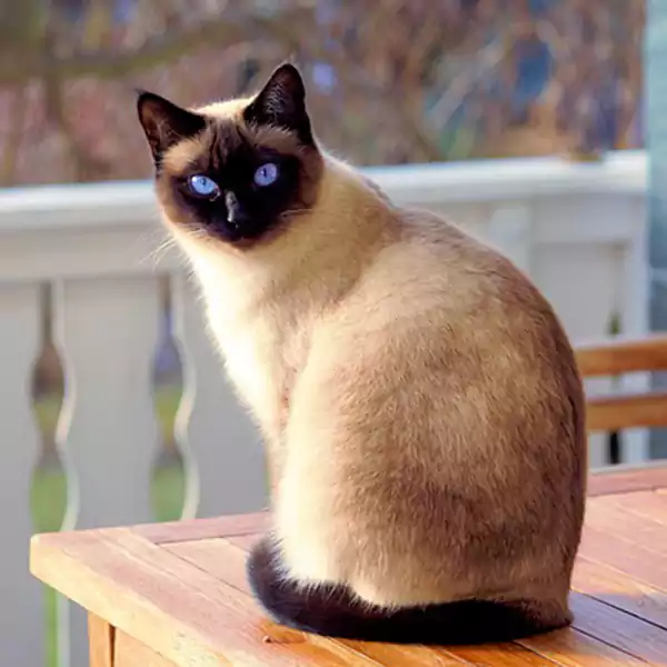 Siamese Cat