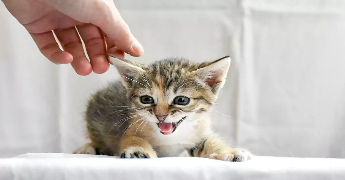 Why Does My Cat Suddenly Hate Being Touched?