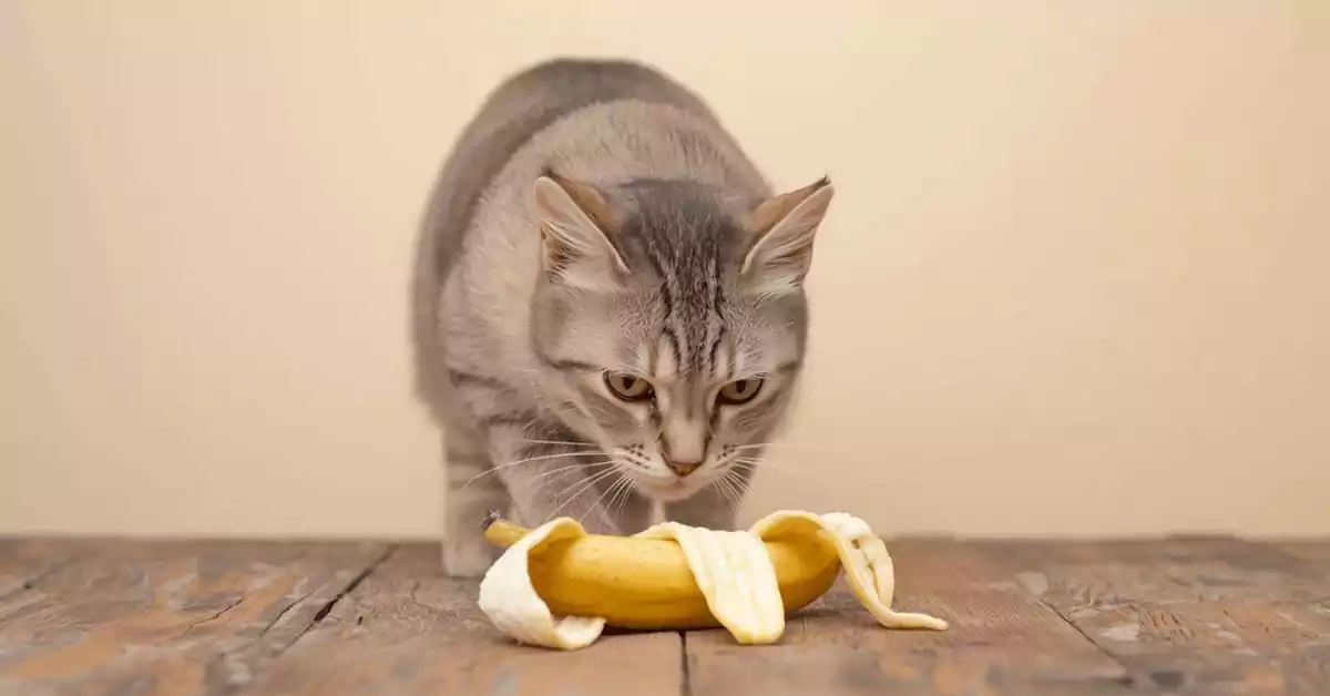 Can Cats Eat Banana?