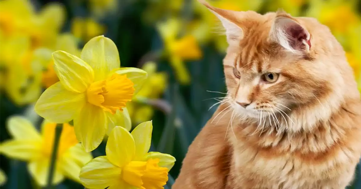 Are Daffodils Poisonous to Cats?