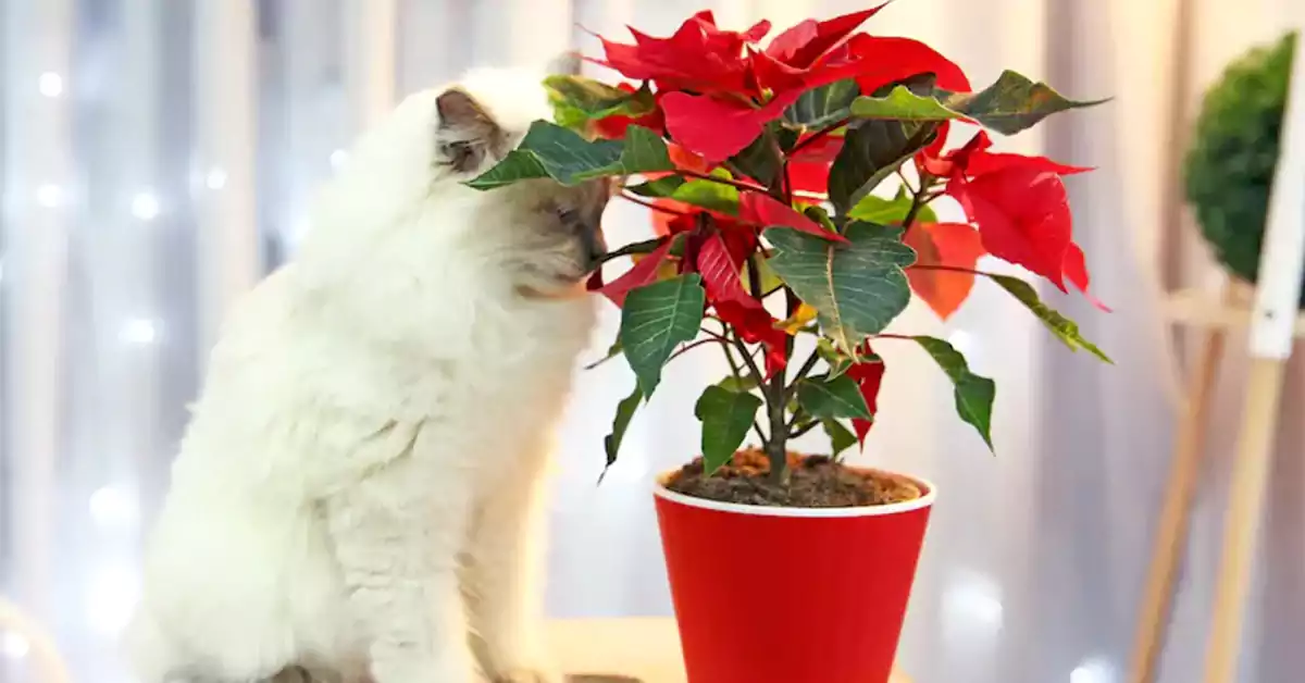 Are Poinsettias Toxic to Cats?