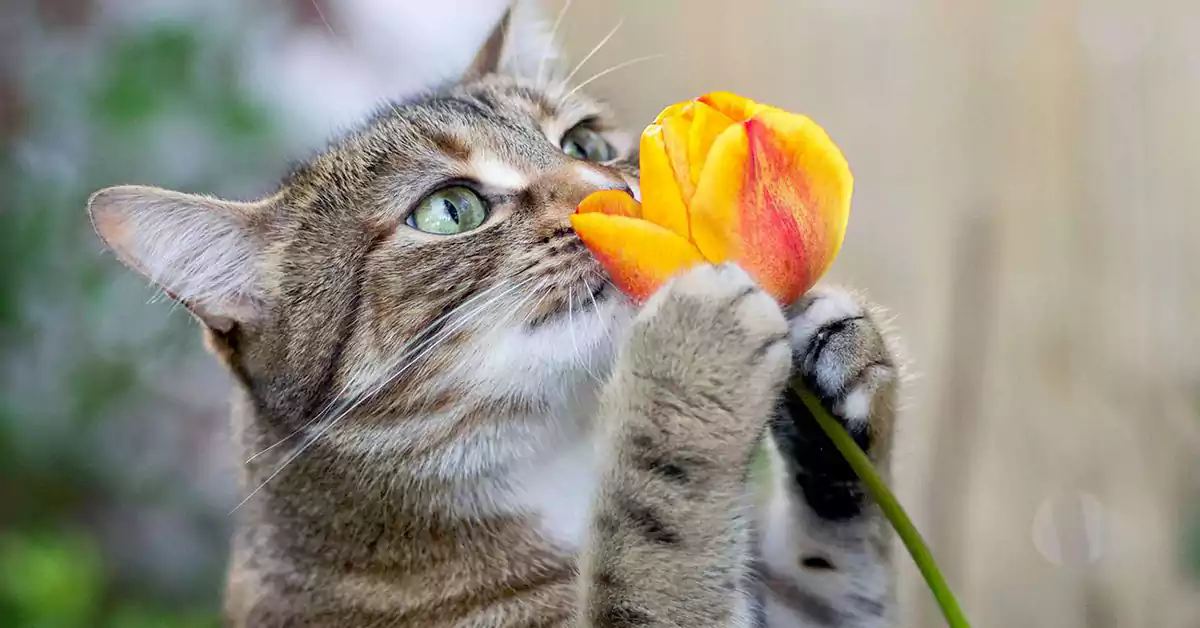 Are Tulips Toxic to Cats?
