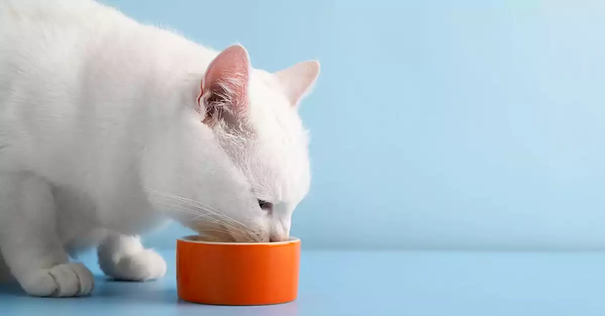 Can Cats Drink Bone Broth?