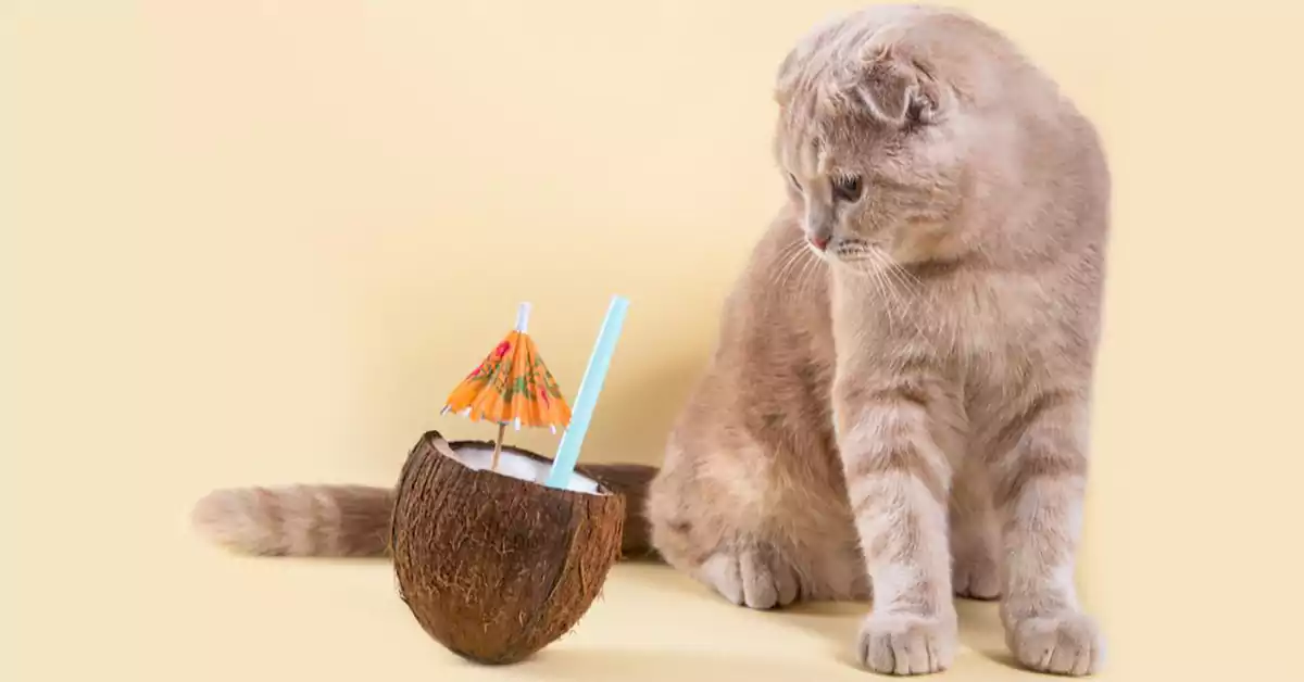 Can Cats Drink Coconut Water?