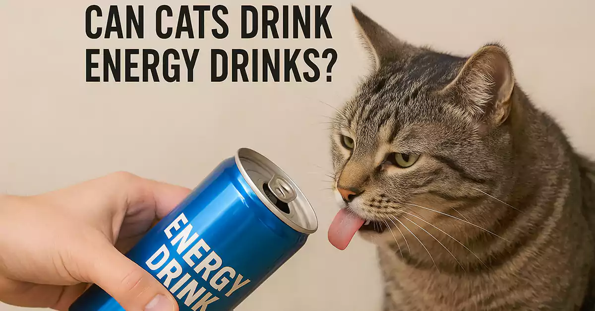 Can Cats Drink Energy Drinks?
