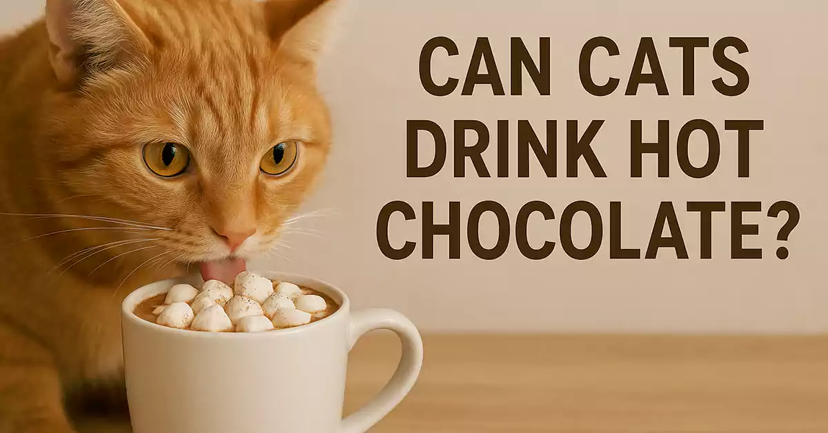 Can Cats Drink Hot Chocolate?