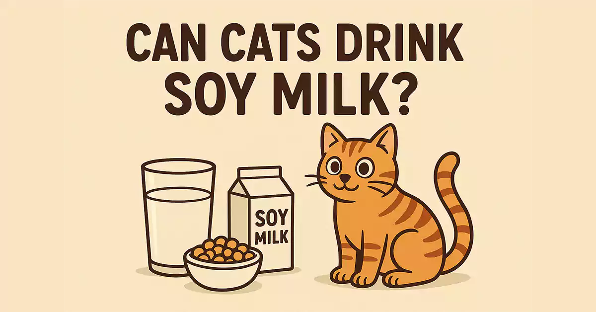 Can Cats Drink Soy Milk?