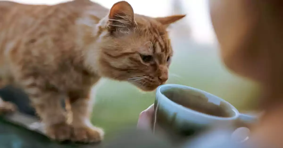 Can Cats Drink Tea?