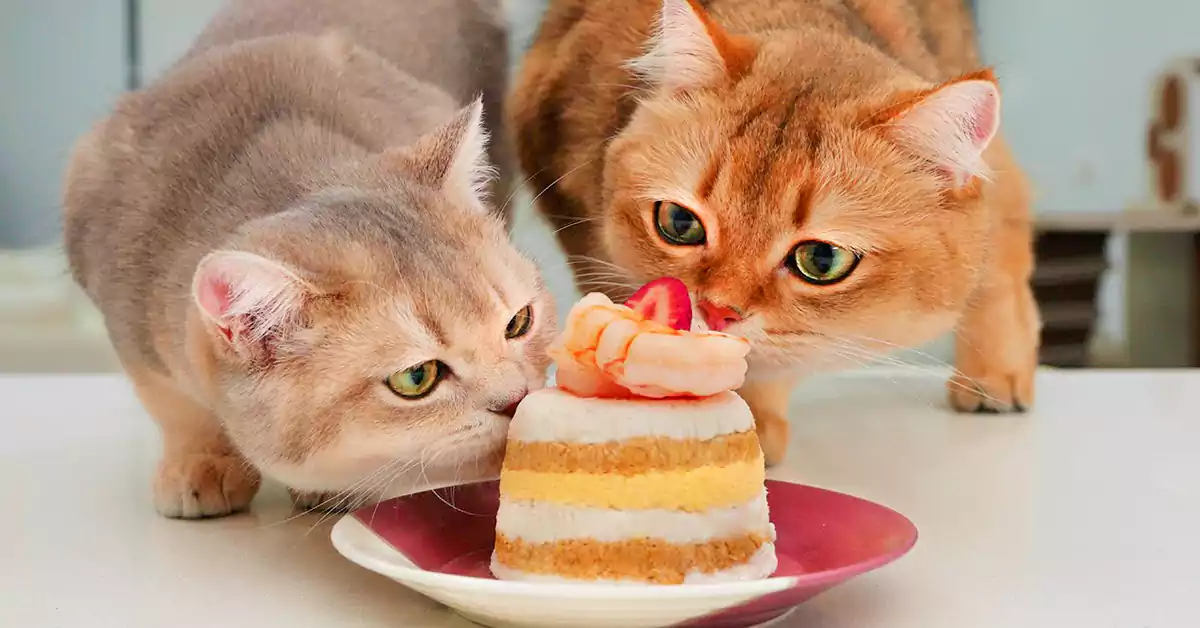 Can Cats Eat Cake?