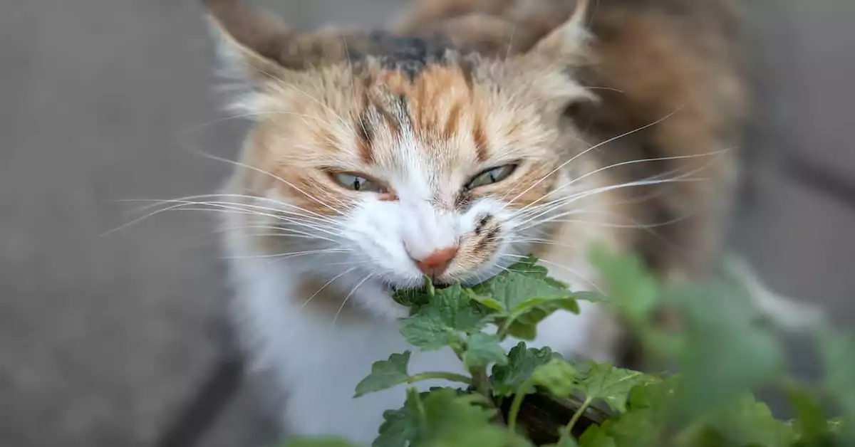 Can Cats Eat Catnip?