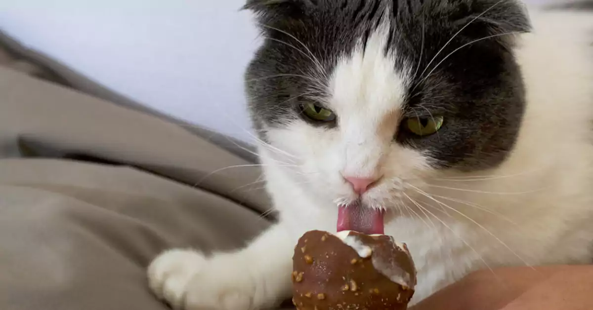 Can Cats Eat Chocolate?