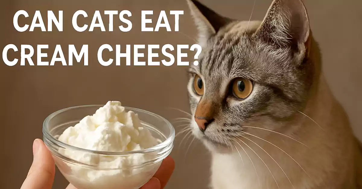 Can Cats Eat Cream Cheese?