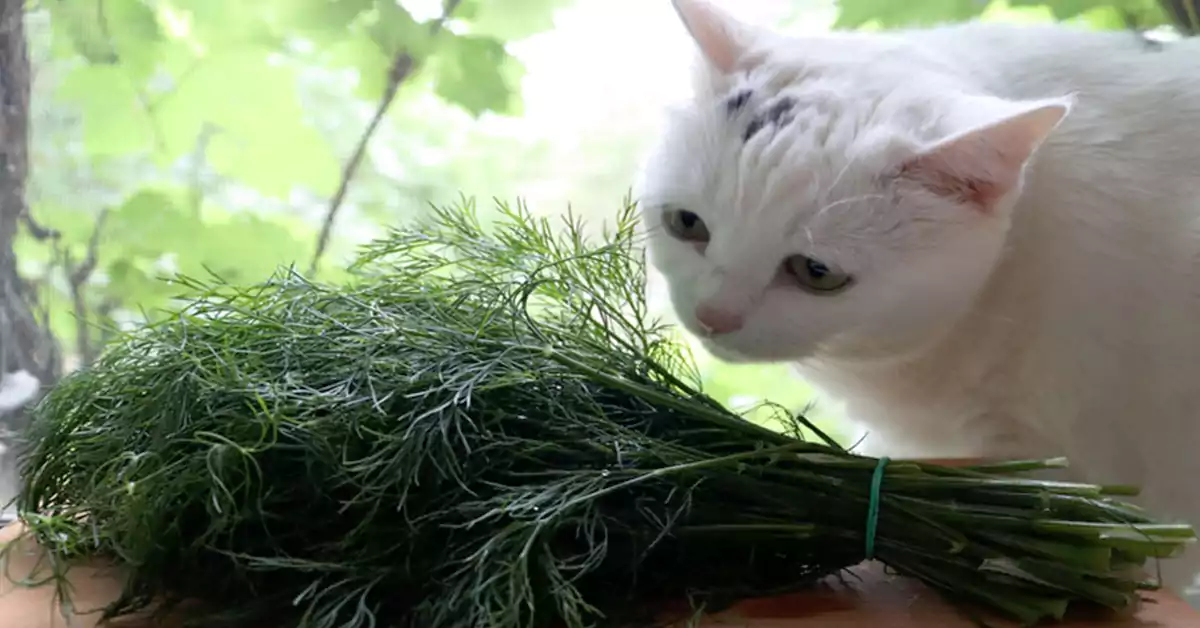 Can Cats Eat Dill Safely