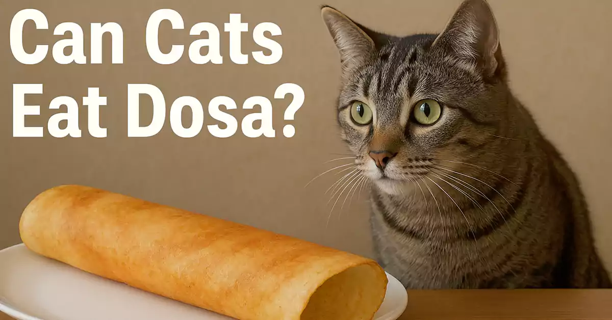 Can Cats Eat Dosa?