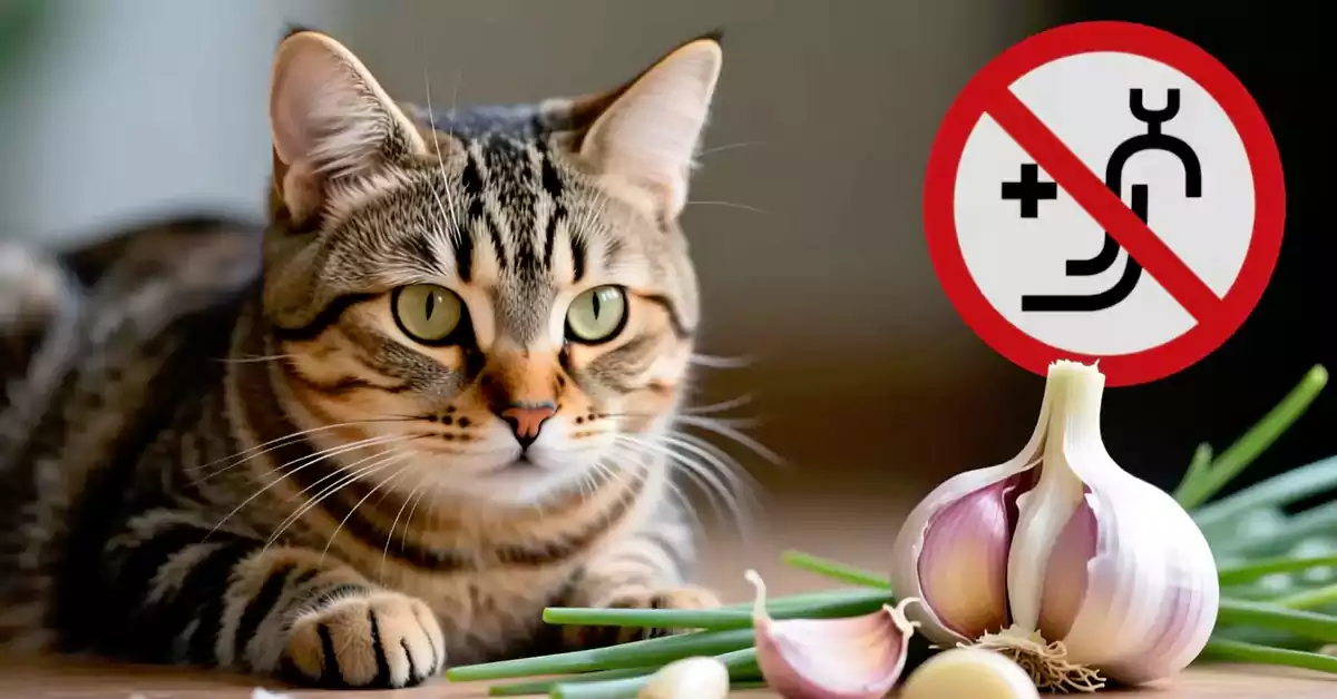 Can Cats Eat Garlic?