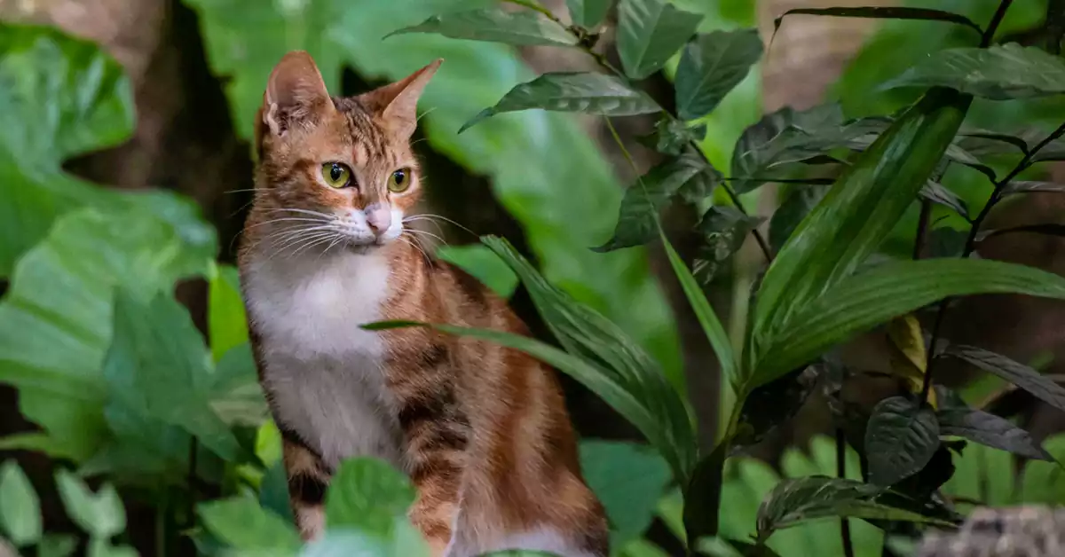 Can Cats Eat Leaves?