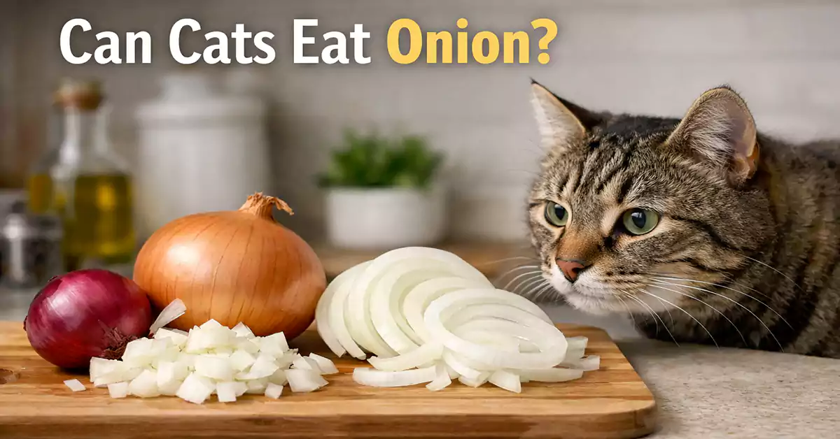 Can Cats Eat Onions?