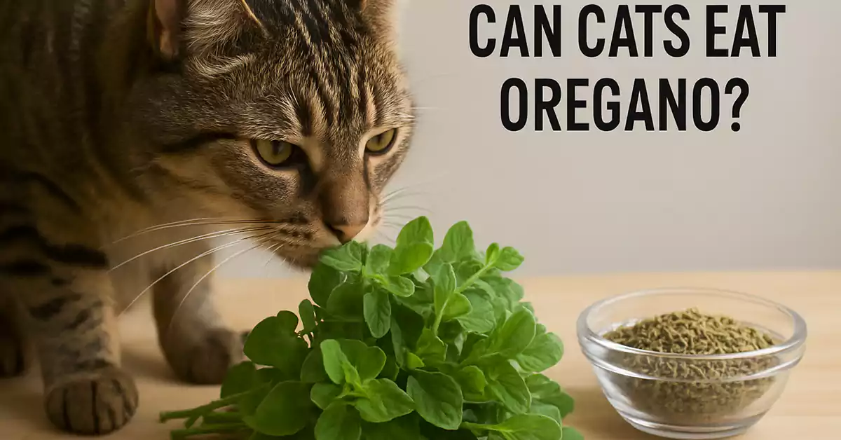 Can Cats Eat Oregano?