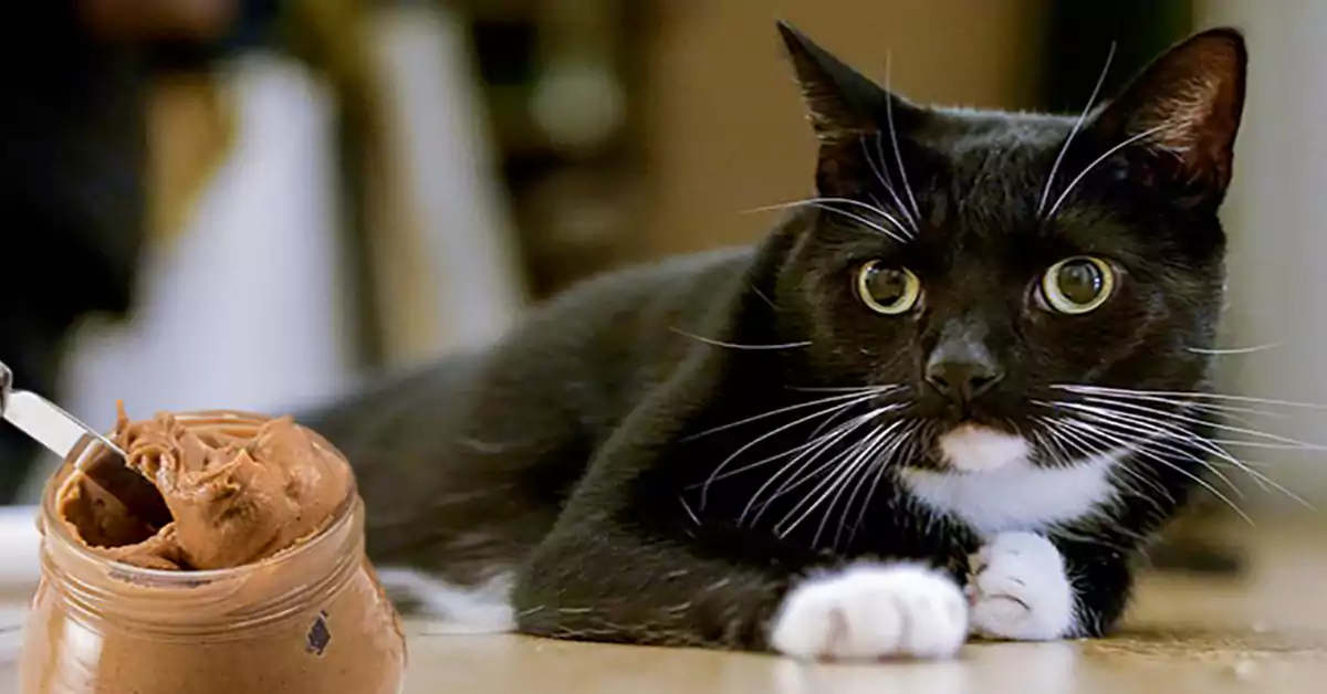 Can Cats Eat Peanut Butter?