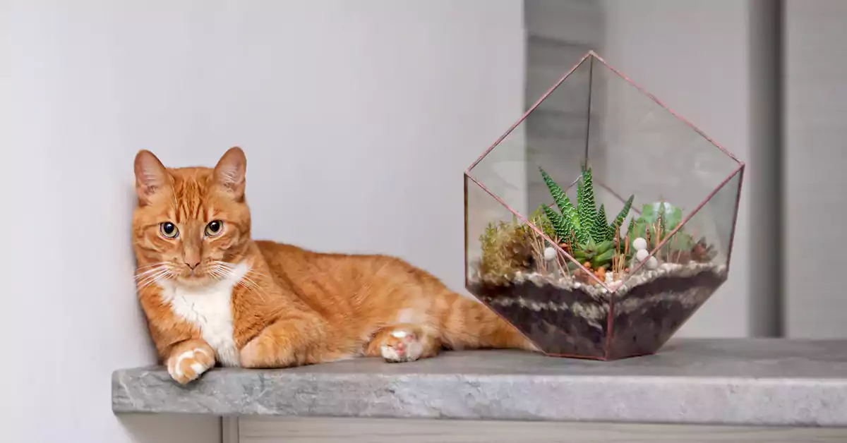 Can Cats Eat Succulents?