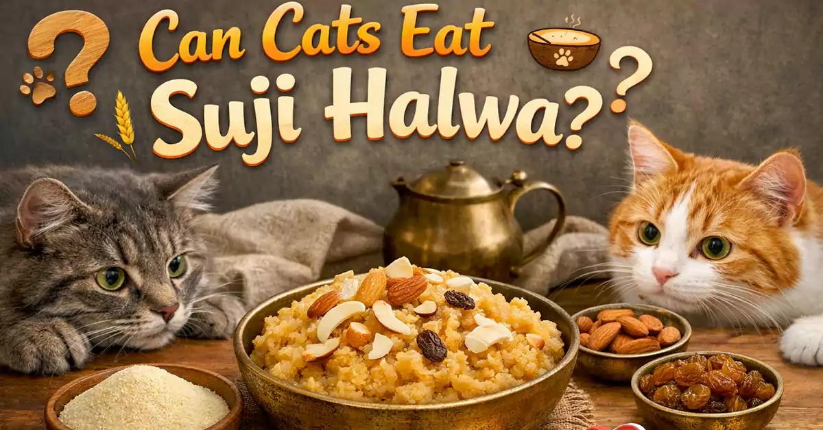 Can Cats Eat Suji Halwa?