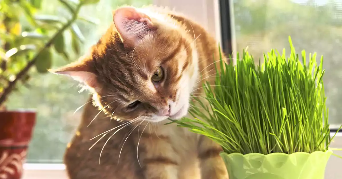Can Cats Eat Wheatgrass Safely?