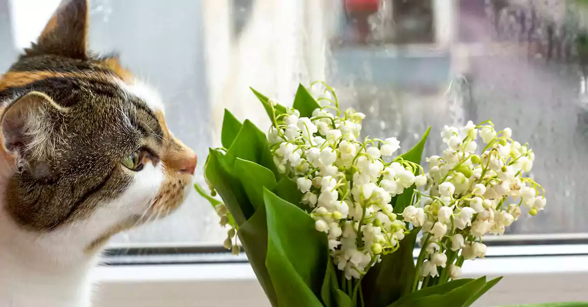 Can Cats Eat Flowers?